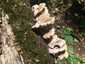 Nyári laskagomba (Pleurotus pulmonarius), Vértes